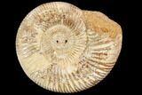 Polished Jurassic Ammonite (Perisphinctes) - Madagascar #104951-1